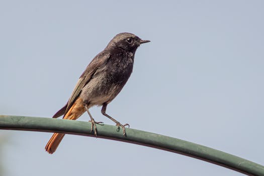 Ultimate Guide to Identifying Authentic NBA Merchandise